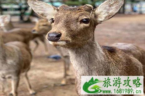 从大阪怎么到奈良喂鹿+鹿饼购买 奈良喂鹿的地方在哪里