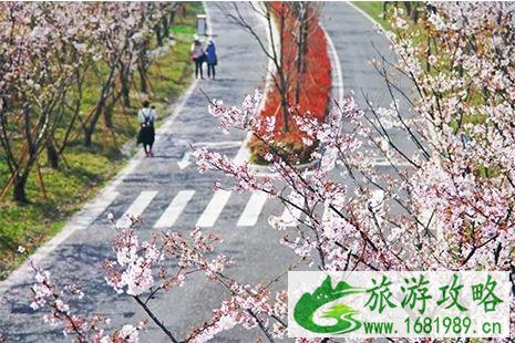 2022太湖园博园樱花节时间 3月16日至31日