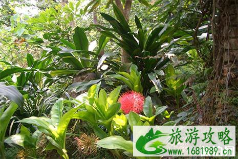 2022深圳仙湖植物园花展 时间+活动 2022深圳仙湖植物园花展 时间+活动