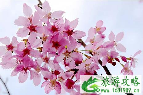 2022柏林古镇樱花节 时间+交通