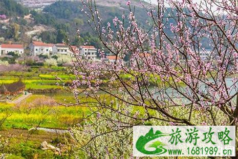 黄石沼山村赏花推荐 黄石沼山村赏花推荐