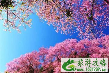 深圳海上田园有什么好玩的 2022深圳海上田园樱花节票价+优惠政策+交通 深圳海上田园有什么好玩的 2022深圳海上田园樱花节票价+优惠政策+交通