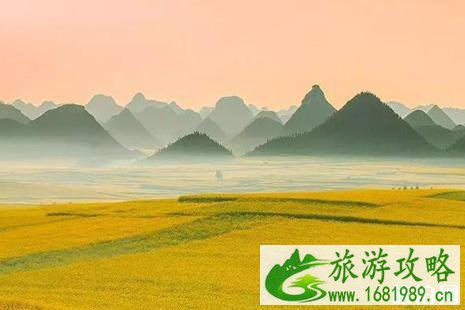 2022油菜花观赏地+观赏时间整理