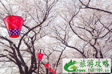日本樱花预测2022第二回公布 日本关东赏樱名所攻略