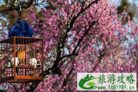 赏梅去什么地方
