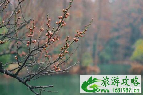 赏梅去什么地方