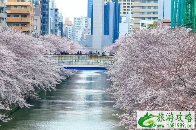 日本樱花几月份盛开 2022日本樱花观赏地推荐