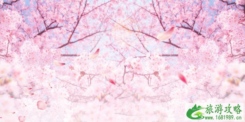三月国内哪里适合赏花 2022国内赏花地点推荐+花期 三月国内哪里适合赏花 2022国内赏花地点推荐+花期
