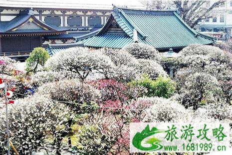2022东京哪里梅花开了