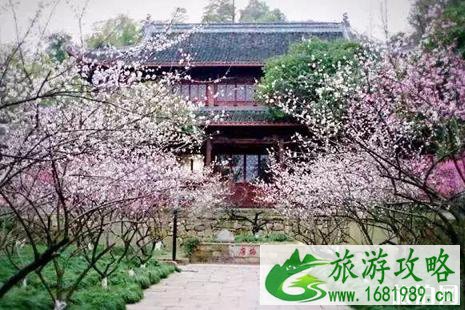 江浙沪赏梅去哪里
