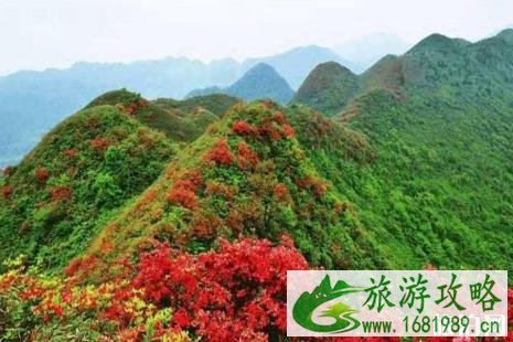 赣州周边哪里赏杜鹃花最好 
