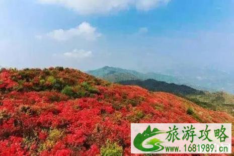赣州周边哪里赏杜鹃花最好 