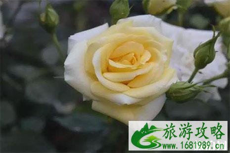 2022深圳春节活动 庙会+花展 2022深圳春节活动 庙会+花展