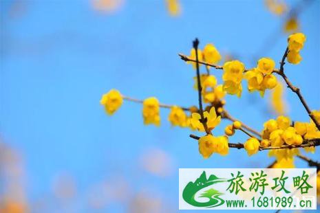 北京赏梅花去哪里 2022北京赏梅地点+门票价格+最佳观赏期+交通