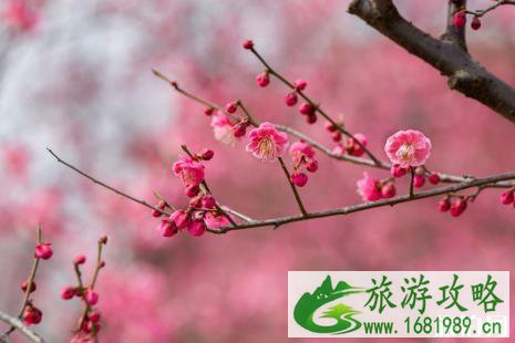 苏州去哪里看梅花 2022苏州赏梅时间+地点+门票价格 苏州去哪里看梅花 2022苏州赏梅时间+地点+门票价格