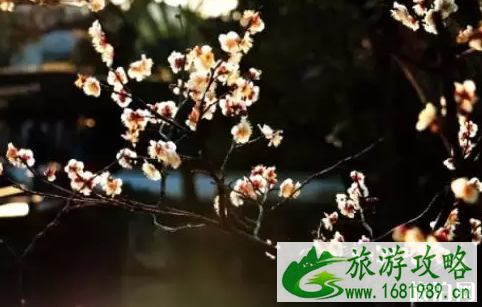 苏州去哪里看梅花 2022苏州赏梅时间+地点+门票价格 苏州去哪里看梅花 2022苏州赏梅时间+地点+门票价格