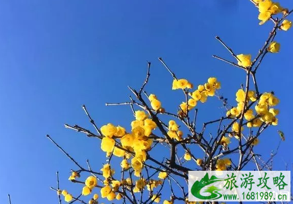 常州赏梅去哪里 2022常州赏梅地址+交通