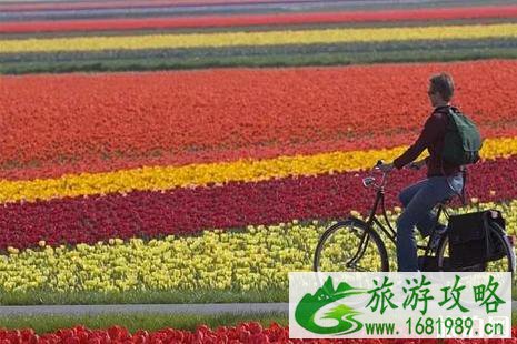 2022荷兰郁金香什么时间开+观赏地点推荐 荷兰旅游景点推荐 2022荷兰郁金香什么时间开+观赏地点推荐 荷兰旅游景点推荐
