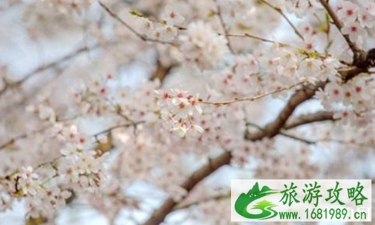日本樱花哪里最好看 2022日本樱花开放时间表+赏樱推荐地 日本樱花哪里最好看 2022日本樱花开放时间表+赏樱推荐地
