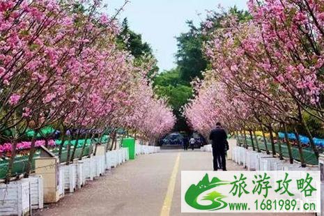 2022深圳观澜湖樱花节2月5日至3月10日 2022深圳观澜湖樱花节2月5日至3月10日