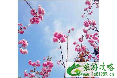 2022深圳观澜湖樱花节2月5日至3月10日 2022深圳观澜湖樱花节2月5日至3月10日