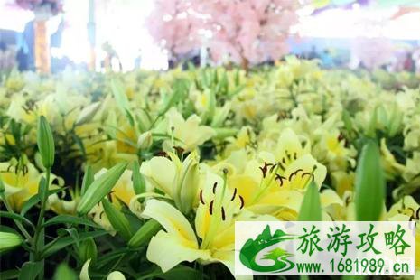 佛山里水百合花文化节2022时间+地点+活动内容 佛山里水百合花文化节2022时间+地点+活动内容