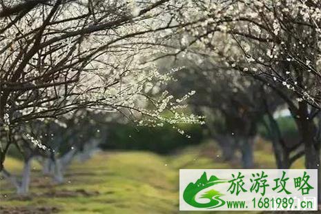 2022~2022广州萝岗香雪公园梅花花期