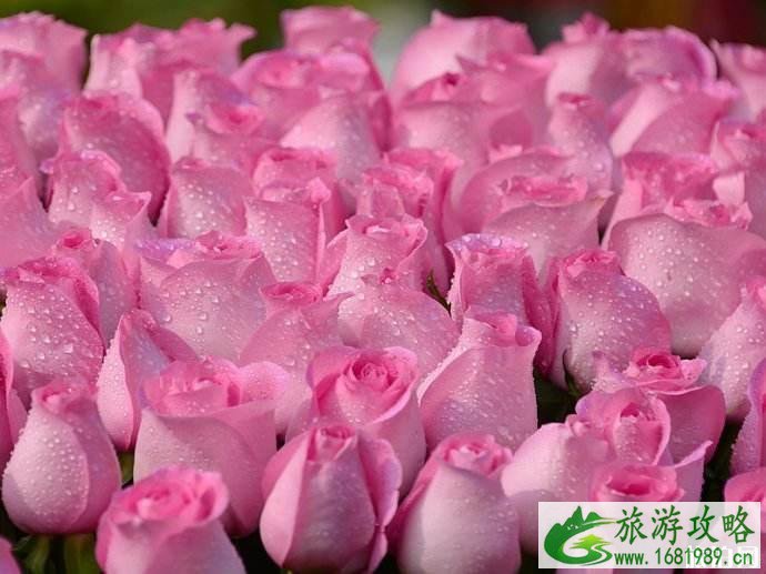 广州各区迎春花市汇总 2022广州迎春花市时间+地点+交通+门票价格