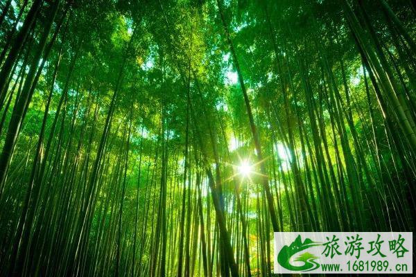 蔡伦竹海在哪里 蔡伦竹海怎么去 蔡伦竹海在哪里 蔡伦竹海怎么去