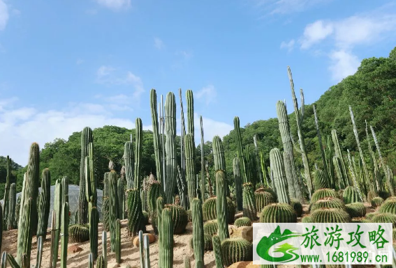 深圳罗湖有什么景点 深圳罗湖区附近景点 深圳龙华区旅游景点 深圳罗湖有什么景点 深圳罗湖区附近景点 深圳龙华区旅游景点