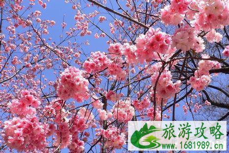 和樱花拍照穿什么衣服 樱花怎么拍好看 和樱花拍照穿什么衣服 樱花怎么拍好看