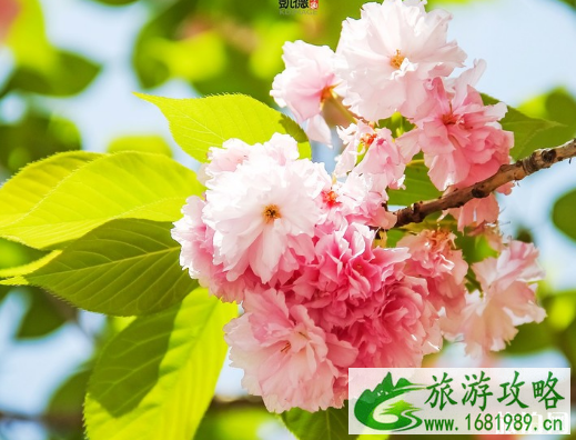和樱花拍照穿什么衣服 樱花怎么拍好看 和樱花拍照穿什么衣服 樱花怎么拍好看