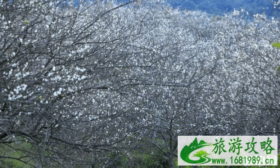 广州哪里可以赏梅 2022广州赏梅攻略 广州哪里可以赏梅 2022广州赏梅攻略