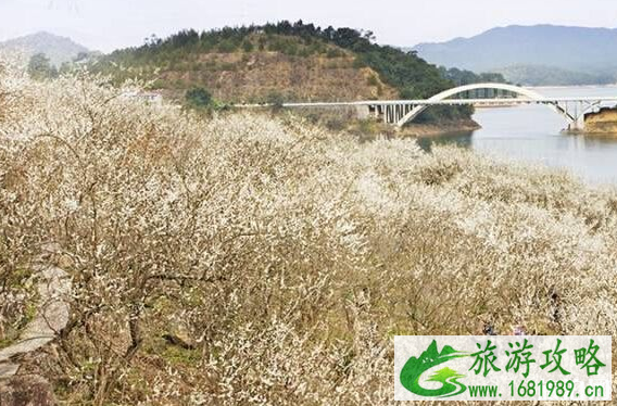 2022元旦广州花展门票价格+地点+时间+交通