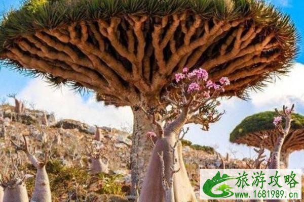 索科特拉岛旅游攻略 索科特拉岛旅游攻略
