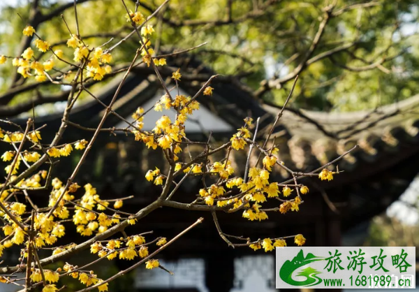 无锡梅园腊梅开了吗 2022无锡腊梅观赏门票+地址 无锡梅园腊梅开了吗 2022无锡腊梅观赏门票+地址