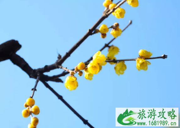 无锡梅园腊梅开了吗 2022无锡腊梅观赏门票+地址 无锡梅园腊梅开了吗 2022无锡腊梅观赏门票+地址