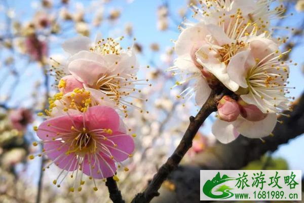 2022东湖蜡梅展开放时间及地址 2022东湖蜡梅展开放时间及地址