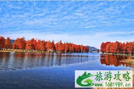 四明湖水杉林门票多少 地址+交通