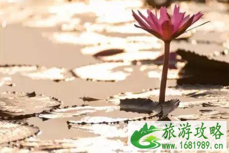乌隆他尼红莲湖观赏攻略 泰国乌隆他尼攻略 乌隆他尼红莲湖观赏攻略 泰国乌隆他尼攻略