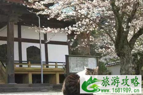 日本哪些寺庙里的猫多