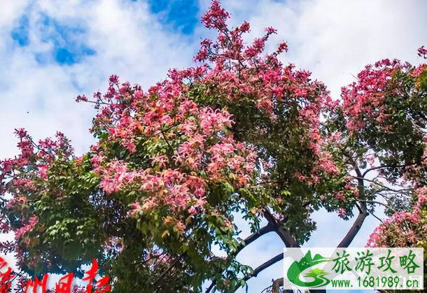 2022广州秋花节在哪里展览+举办时间+交通 广州哪里有赏花的地方 2022广州秋花节在哪里展览+举办时间+交通 广州哪里有赏花的地方