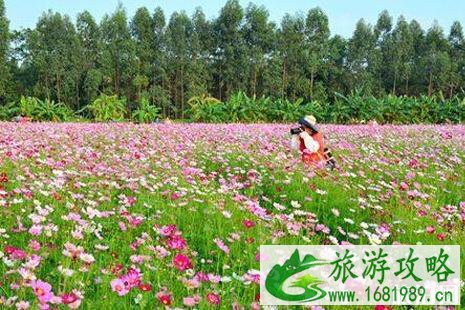 2022广州秋花节在哪里展览+举办时间+交通 广州哪里有赏花的地方 2022广州秋花节在哪里展览+举办时间+交通 广州哪里有赏花的地方