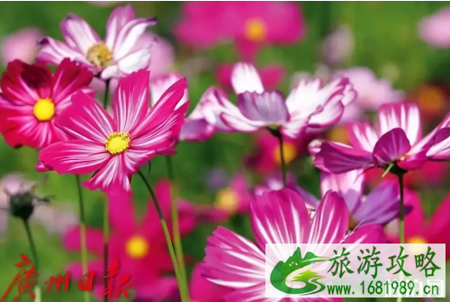 2022广州秋花节在哪里展览+举办时间+交通 广州哪里有赏花的地方 2022广州秋花节在哪里展览+举办时间+交通 广州哪里有赏花的地方