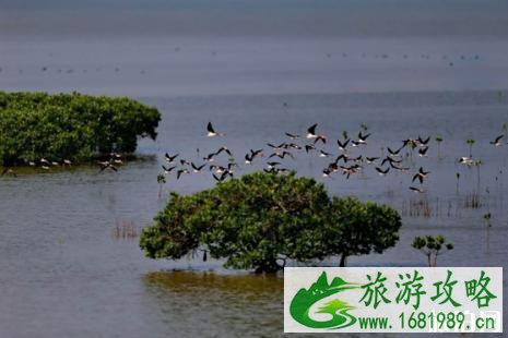 2022深圳湾观鸟最佳时间+最佳地点