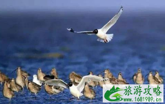 2022深圳湾观鸟最佳时间+最佳地点 2022深圳湾观鸟最佳时间+最佳地点