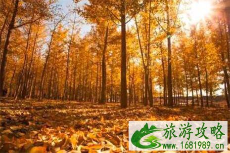 2022北京十佳银杏观赏地 2022北京十佳银杏观赏地