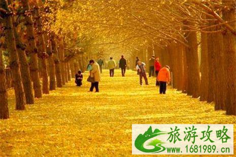 2022北京十佳银杏观赏地 2022北京十佳银杏观赏地
