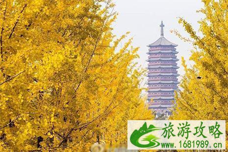 2022北京十佳银杏观赏地 2022北京十佳银杏观赏地