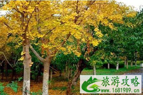 2022北京十佳银杏观赏地 2022北京十佳银杏观赏地